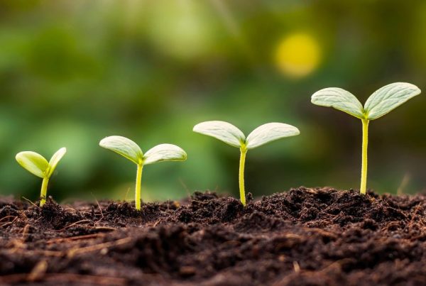 Plante qui poussent au fur et à mesure