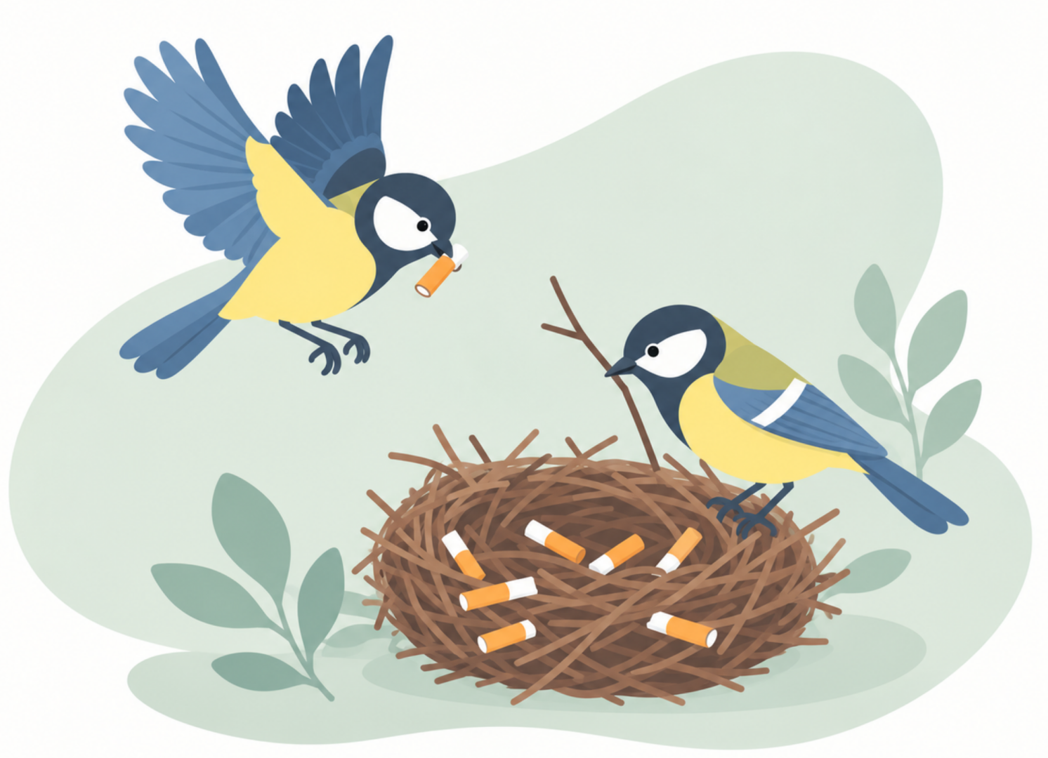 Image de oiseaux qui récupèrent les mégots de cigarettes pour leurs nids